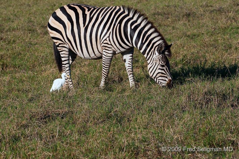 20090616_173148 D300 X1.jpg - Zebras, Selinda Spillway, Botswana